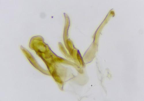 Scrobipalpula psilella